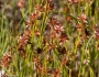 Juncus nodosus image