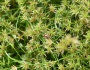 Juncus repens image
