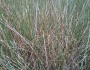 Juncus roemerianus image