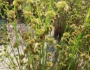 Juncus scirpoides image