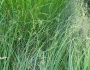 Juncus subnodulosus image