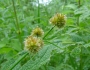 Juncus torreyi image