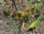 Juncus xiphioides image
