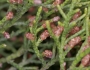 Juniperus ashei image