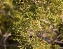 Juniperus californica image