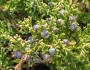 Juniperus chinensis var. sargentii image