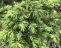 Juniperus communis image