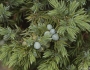 Juniperus communis var. depressa image