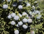 Juniperus monosperma image