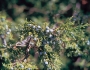 Juniperus scopulorum image