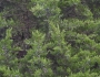 Juniperus virginiana image