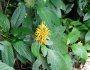 Justicia aurea image