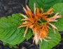 Justicia spicigera image