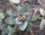 Kalanchoe tomentosa image