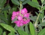 Kalmia angustifolia image