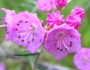Kalmia polifolia image