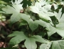Kalopanax septemlobus image