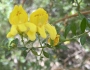 Keckiella antirrhinoides image