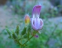 Keckiella breviflora image