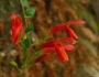 Keckiella cordifolia image