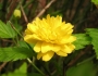Kerria japonica image