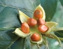Kiggelaria africana image
