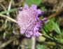 Knautia arvensis image