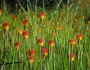 Kniphofia linearifolia image