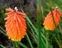 Kniphofia uvaria image