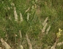 Koeleria macrantha image