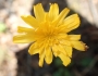 Krigia biflora image