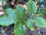 Krugiodendron ferreum image