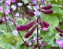 Lablab purpureus image