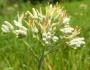 Lachnanthes caroliana image