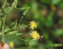 Lactuca canadensis image