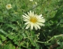 Lactuca indica image