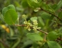 Laguncularia racemosa image