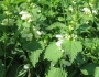 Lamium album image