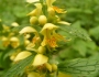 Lamium galeobdolon image