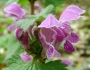 Lamium maculatum image