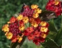 Lantana camara image