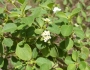 Lantana involucrata image