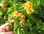 Lantana urticoides image
