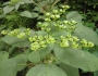 Laportea canadensis image