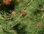 Larix laricina image