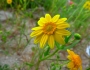 Lasthenia glabrata image