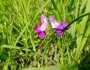 Lathyrus palustris image