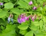 Lathyrus polyphyllus image