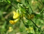 Lathyrus pratensis image