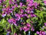Lathyrus vernus image